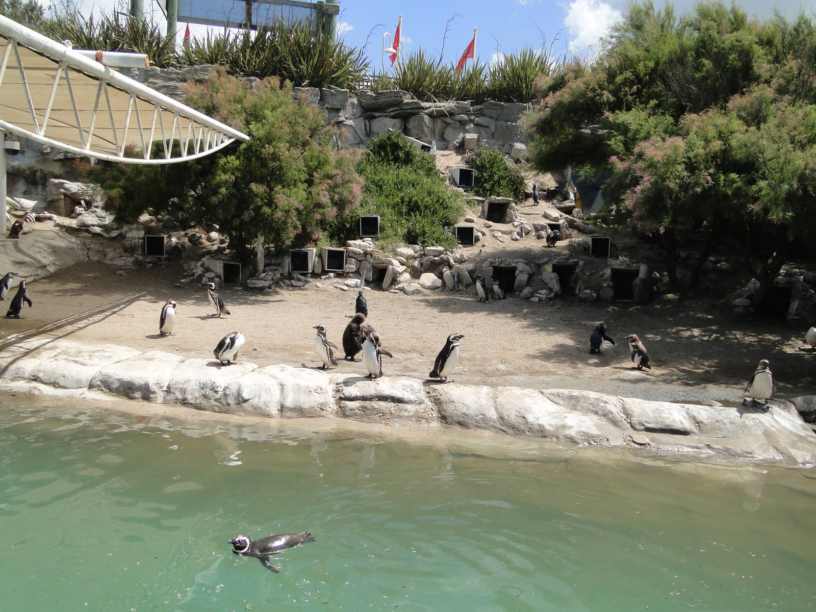 Penguin enclosure