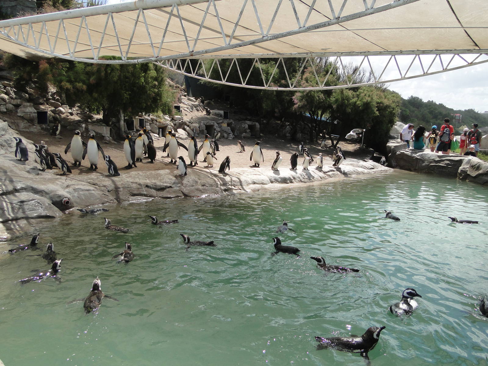 Penguin enclosure