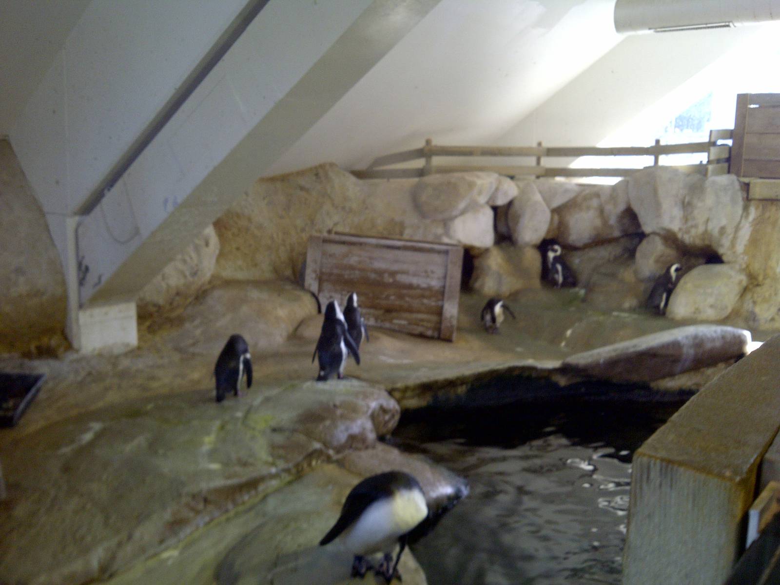 Penguin Enclosure