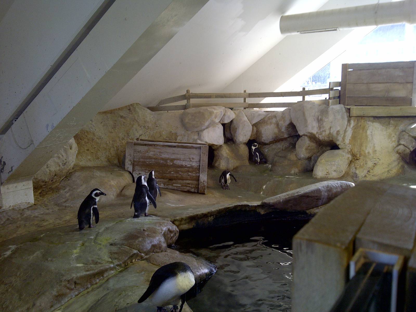 Penguin Enclosure