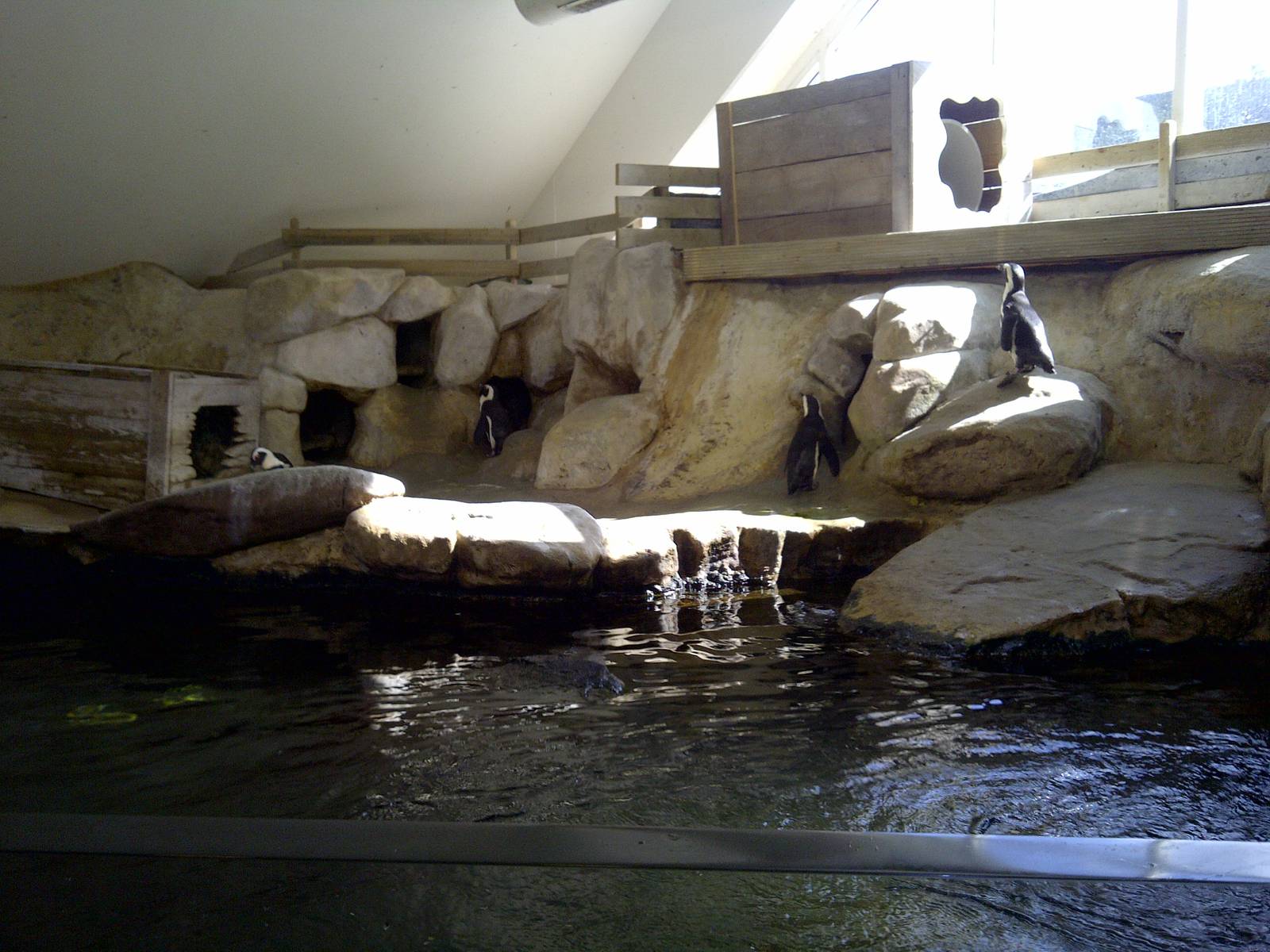 Penguin Enclosure