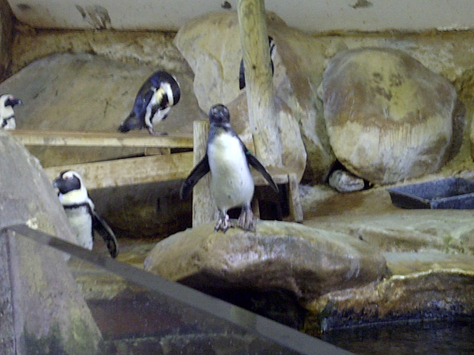 Penguin Enclosure