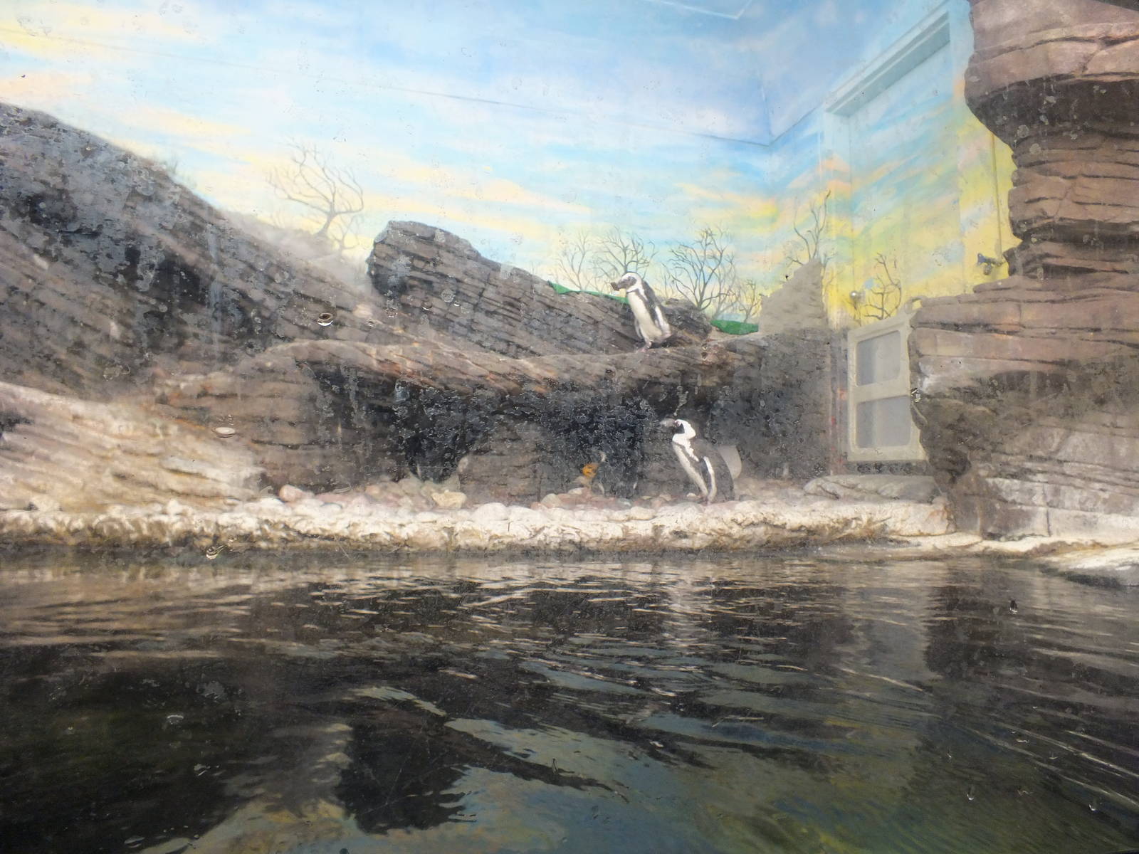 Penguin Enclosure