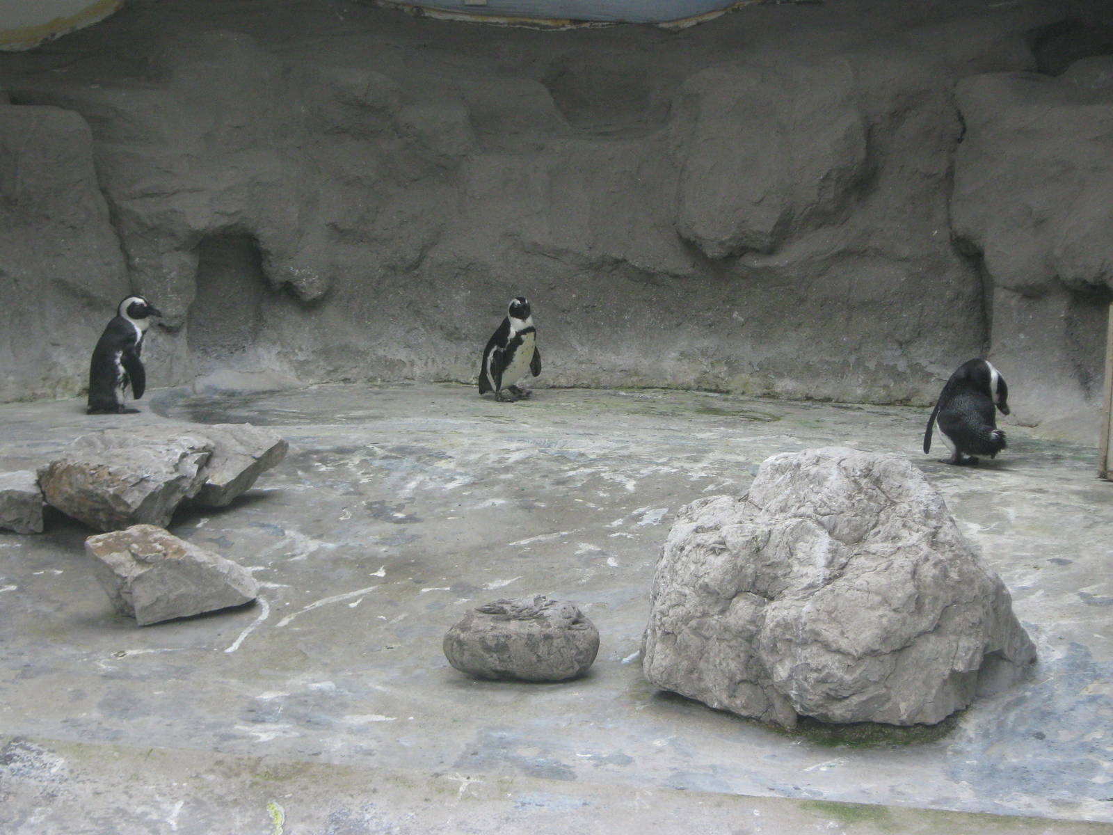 penguin enclosure