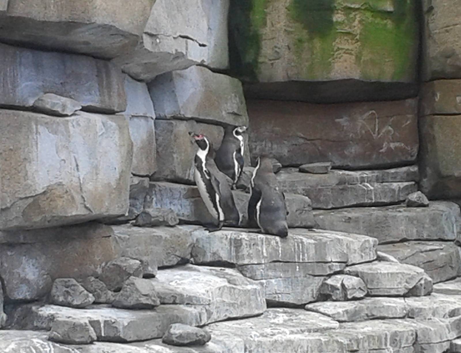 Penguin enclosure