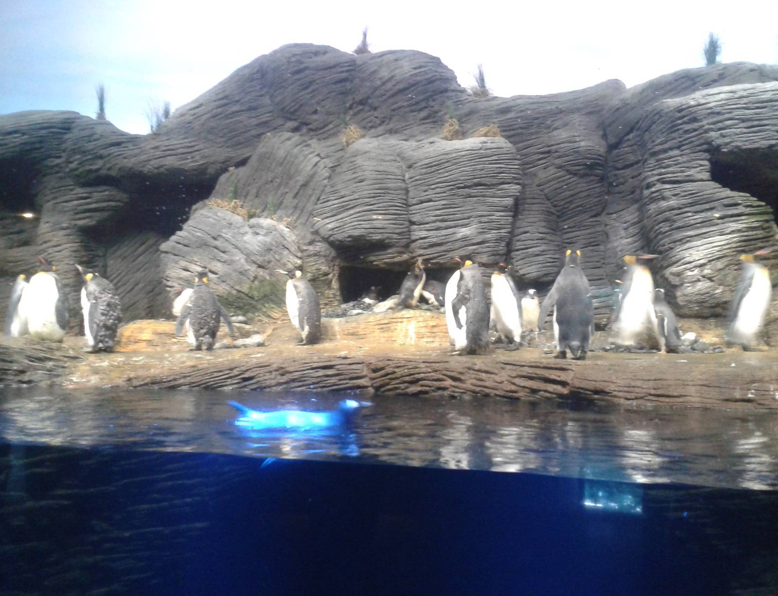 Penguin enclosure