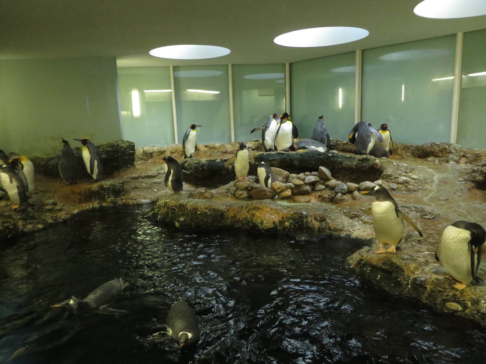 Penguin enclosure