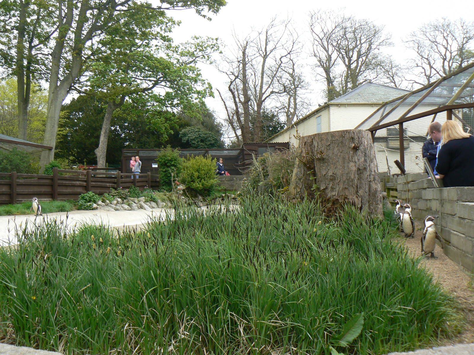 Penguin Enclosure