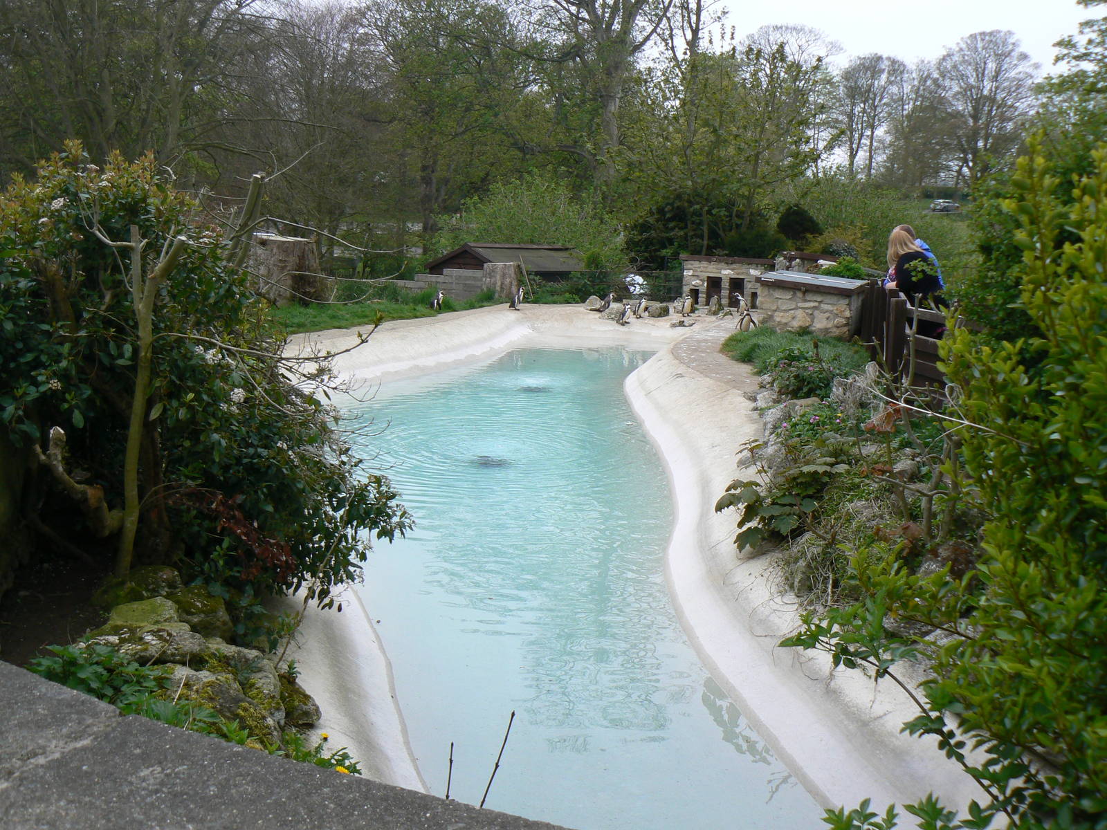 Penguin Enclosure