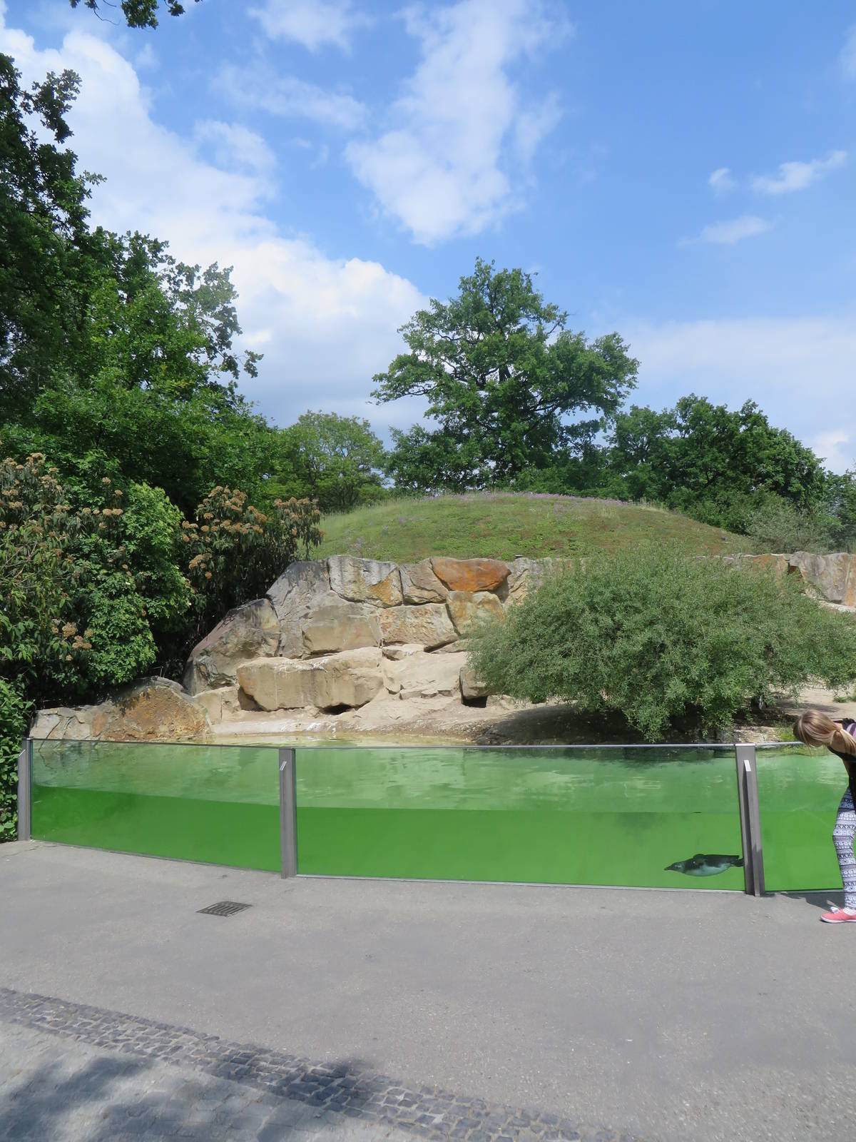 Penguin enclosure