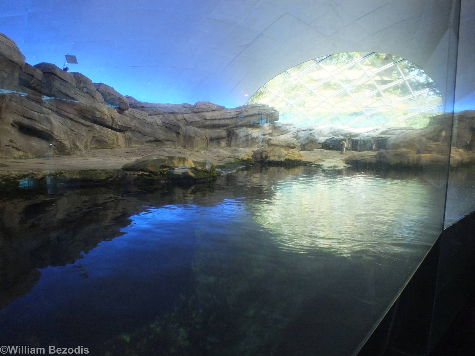 Penguin Enclosure