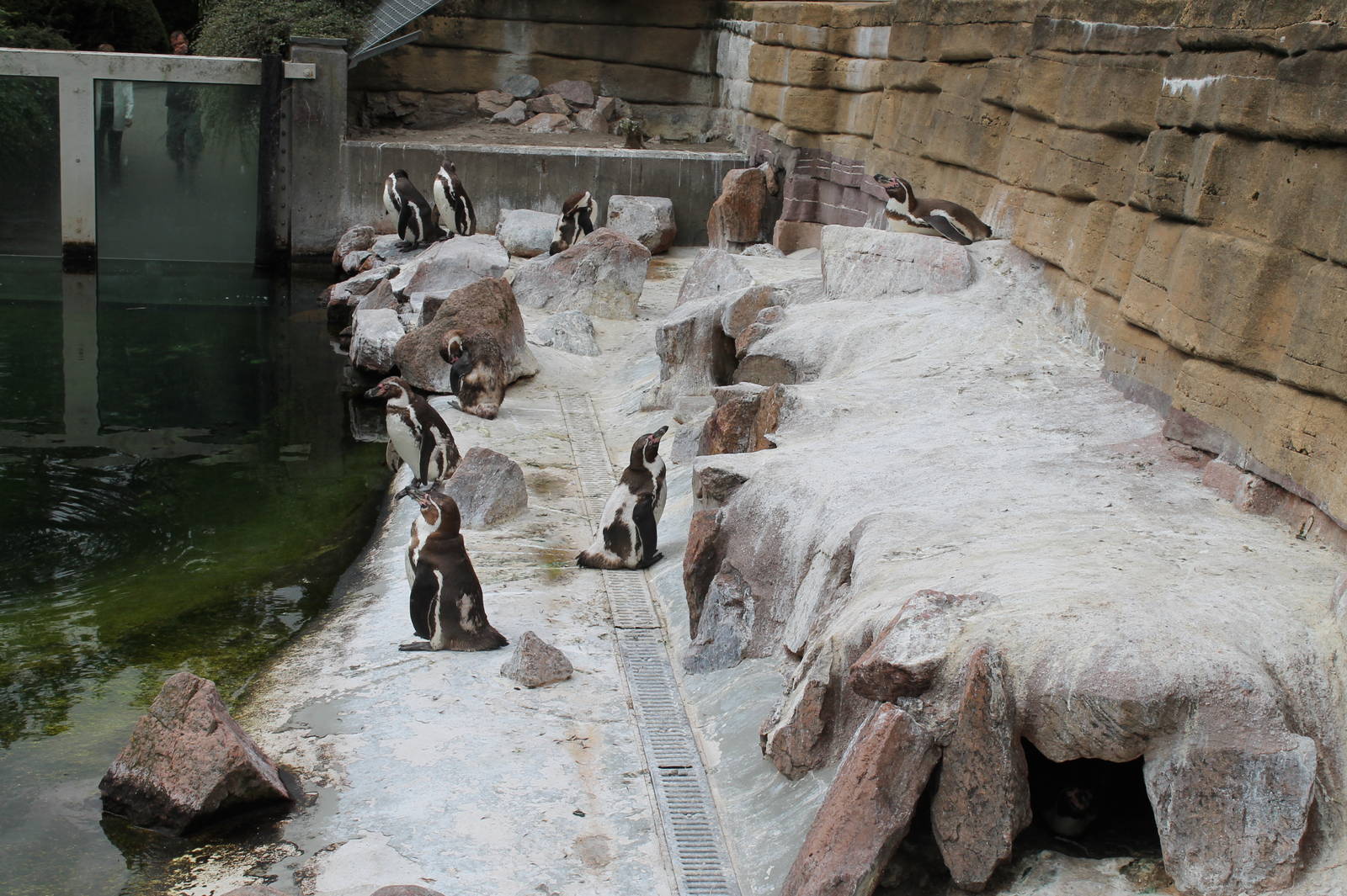 Penguin Enclosure