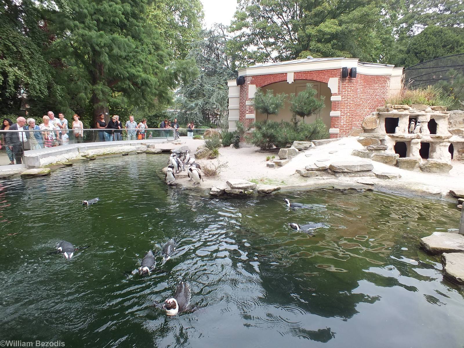 Penguin Enclosure