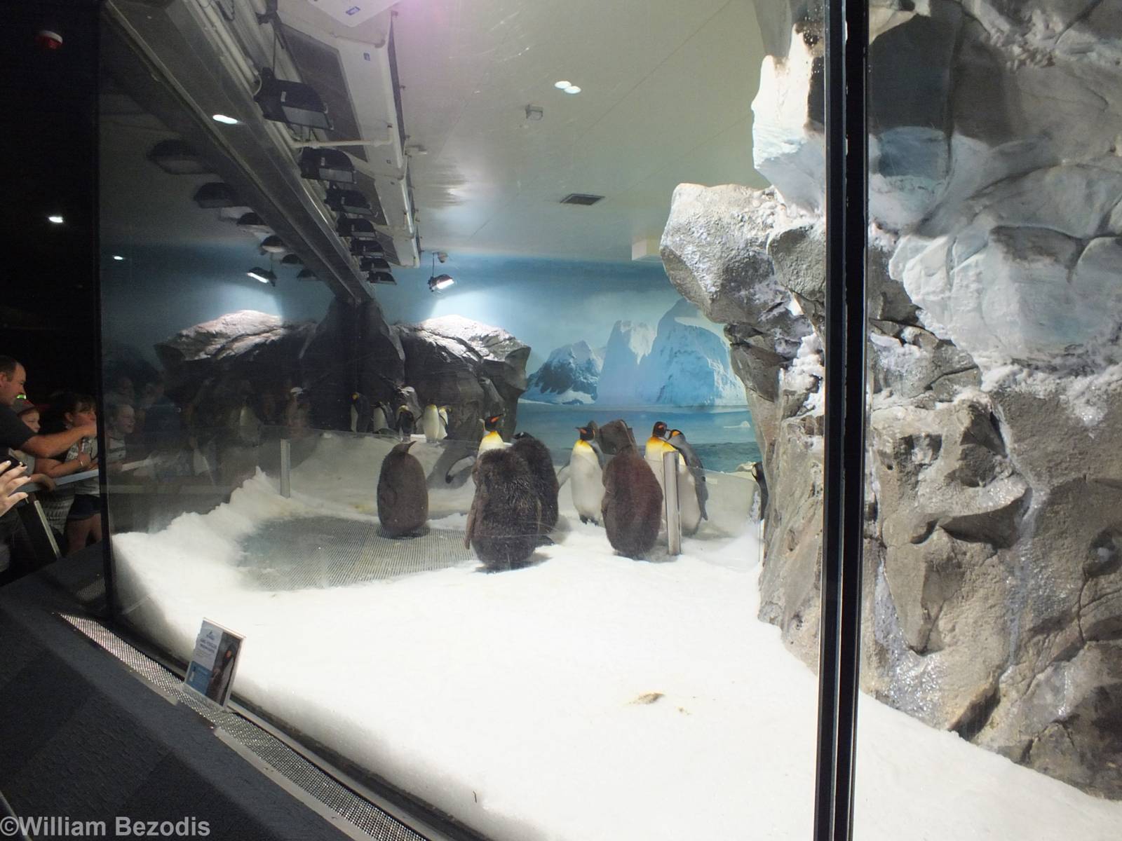 Penguin Enclosure