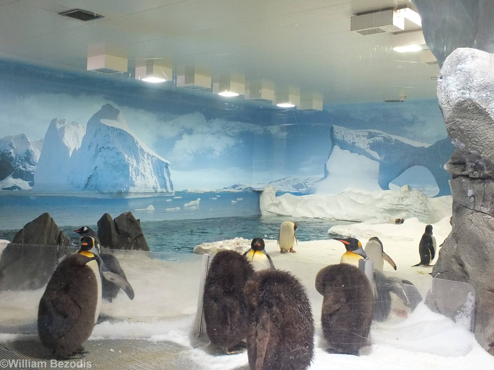 Penguin Enclosure