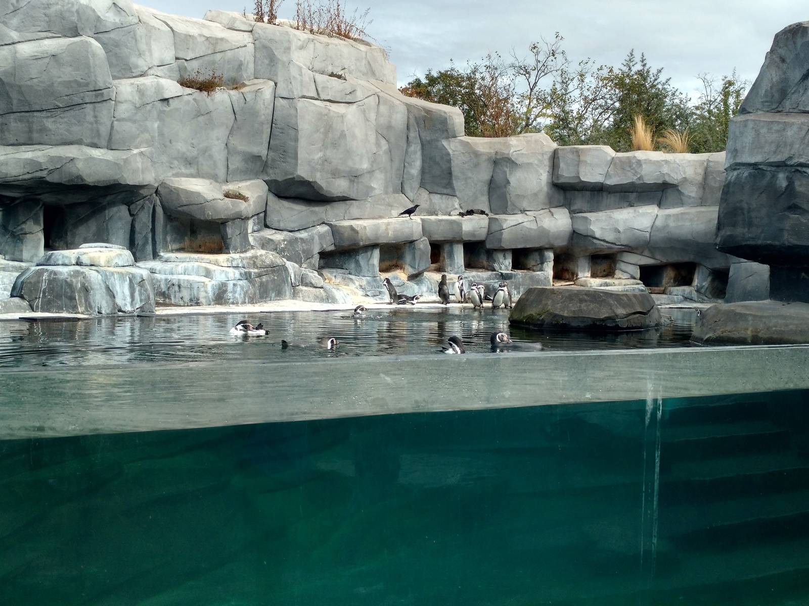 Penguin enclosure