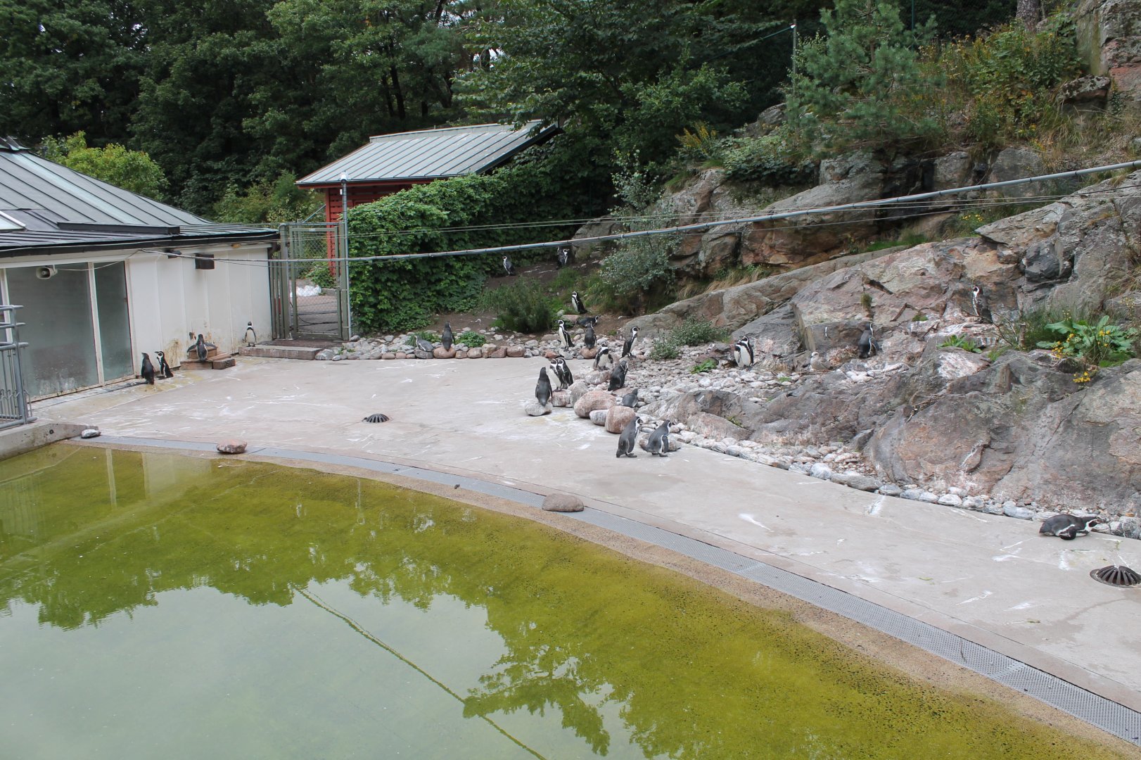 Penguin Enclosure