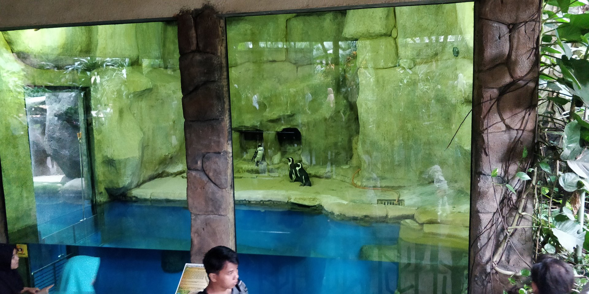 Penguin enclosure