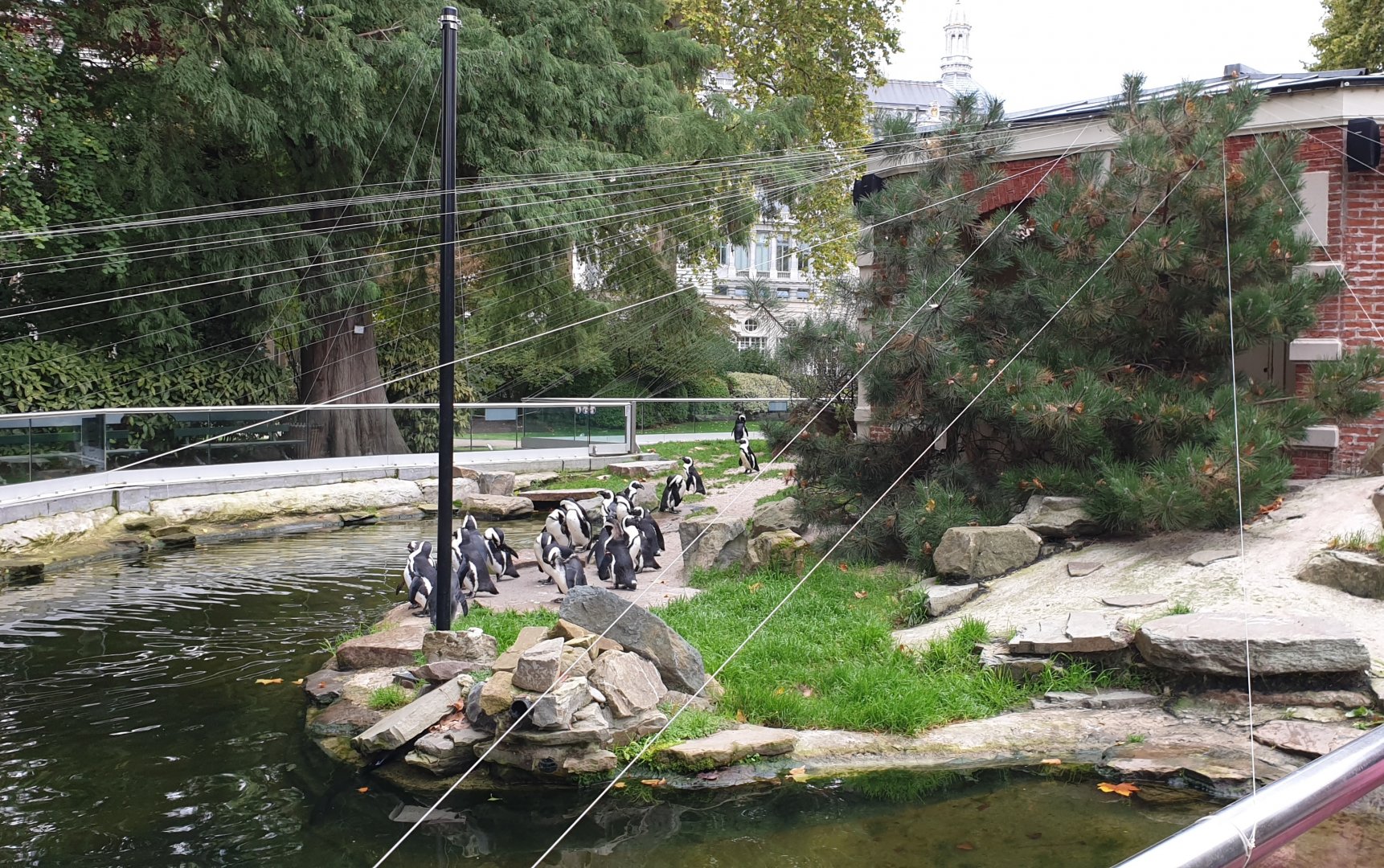 Penguin enclosure