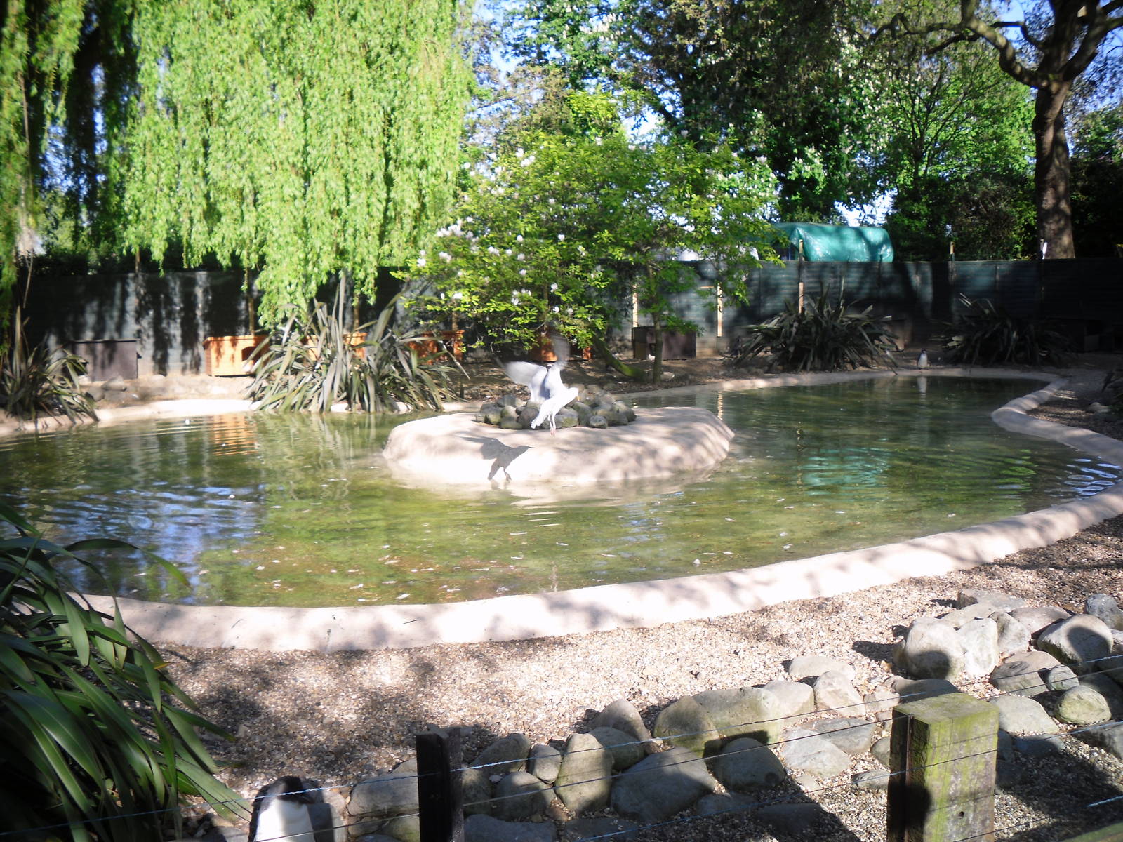 Penguin Enclosure