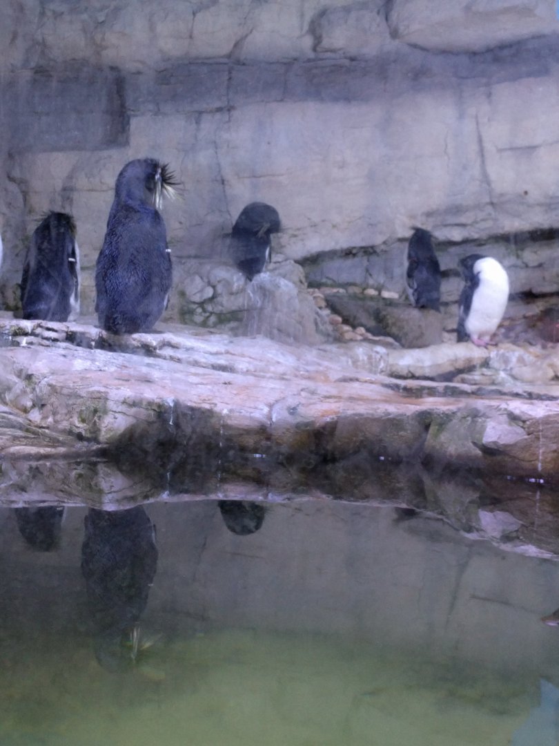 Penguin Enclosure