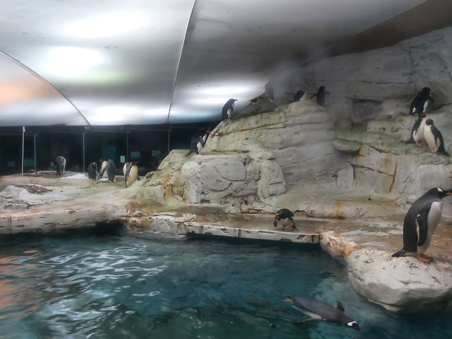 Penguin enclosure