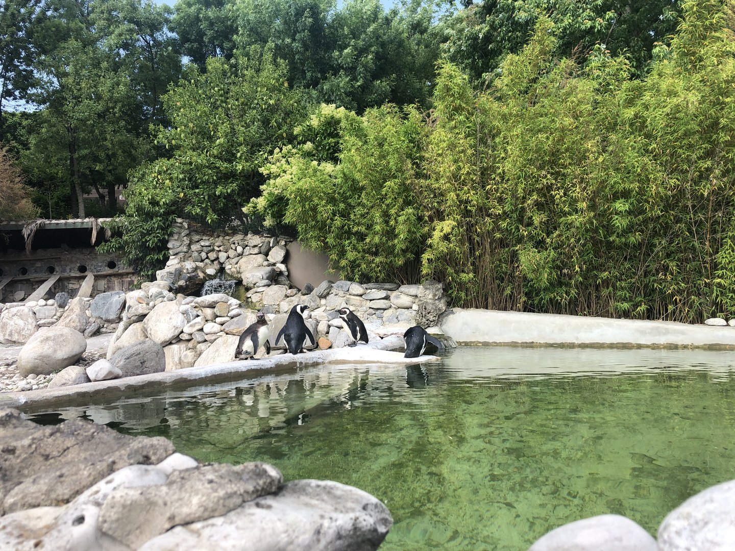 Penguin enclosure