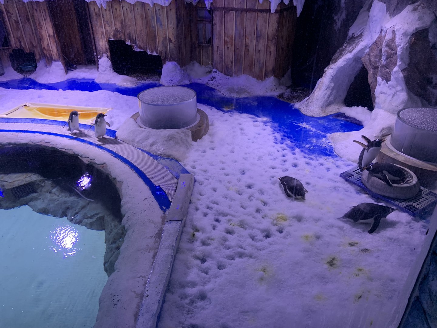 Penguin Enclosure
