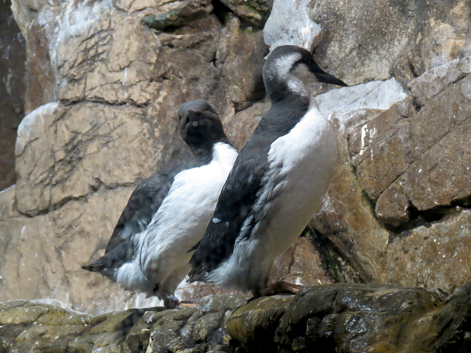 Penguin Encounter - Alcid Exhibit - Common Murre
