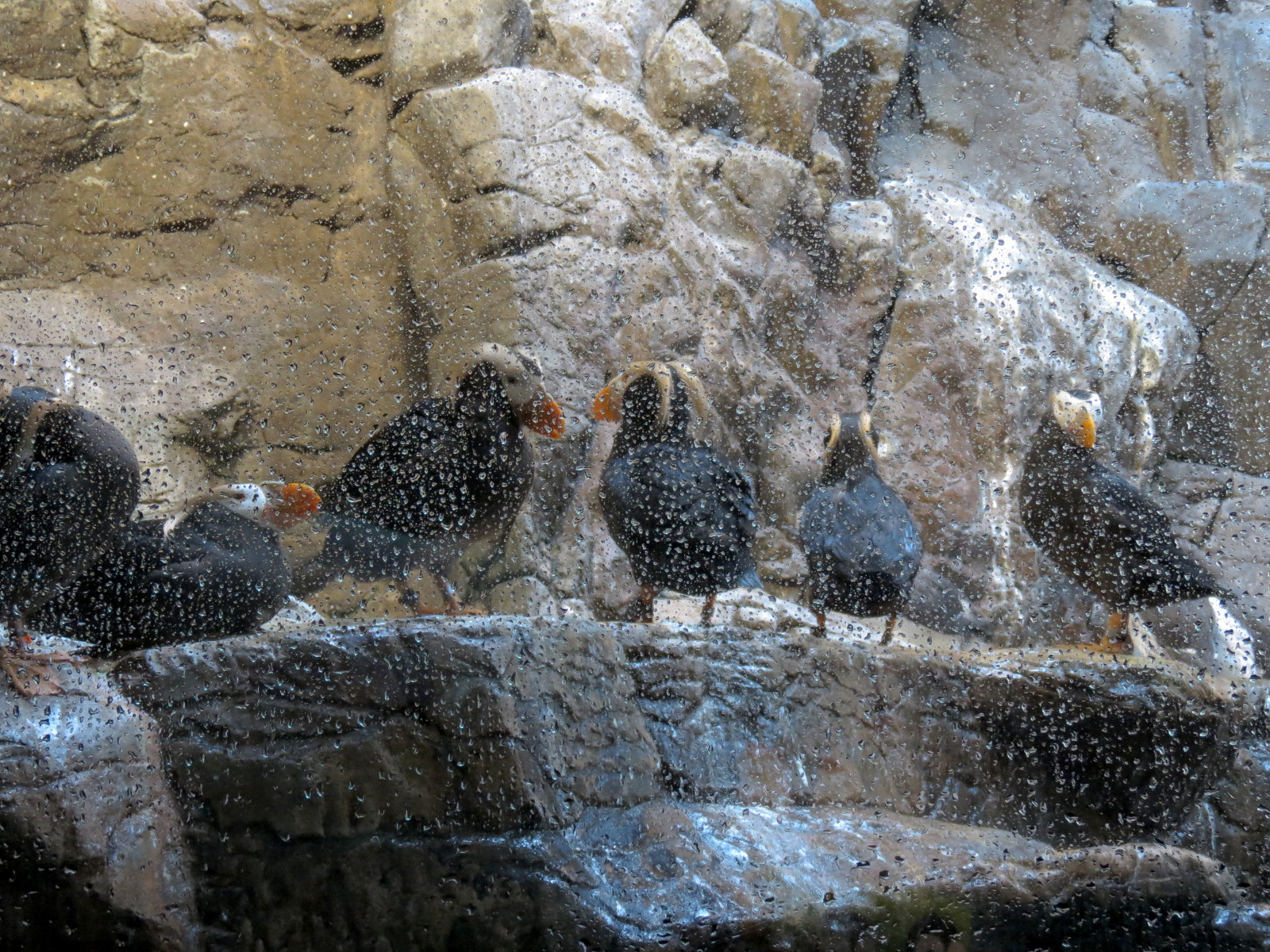 Penguin Encounter - Alcid Exhibit - Tufted Puffin