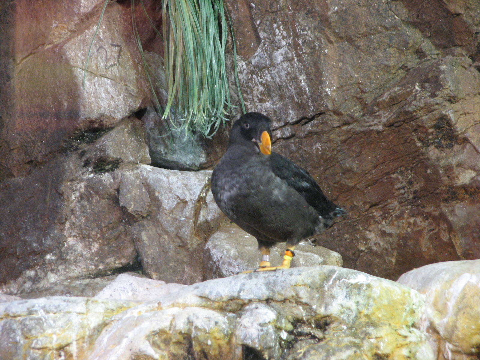 Penguin Encounter - Alcid Exhibit