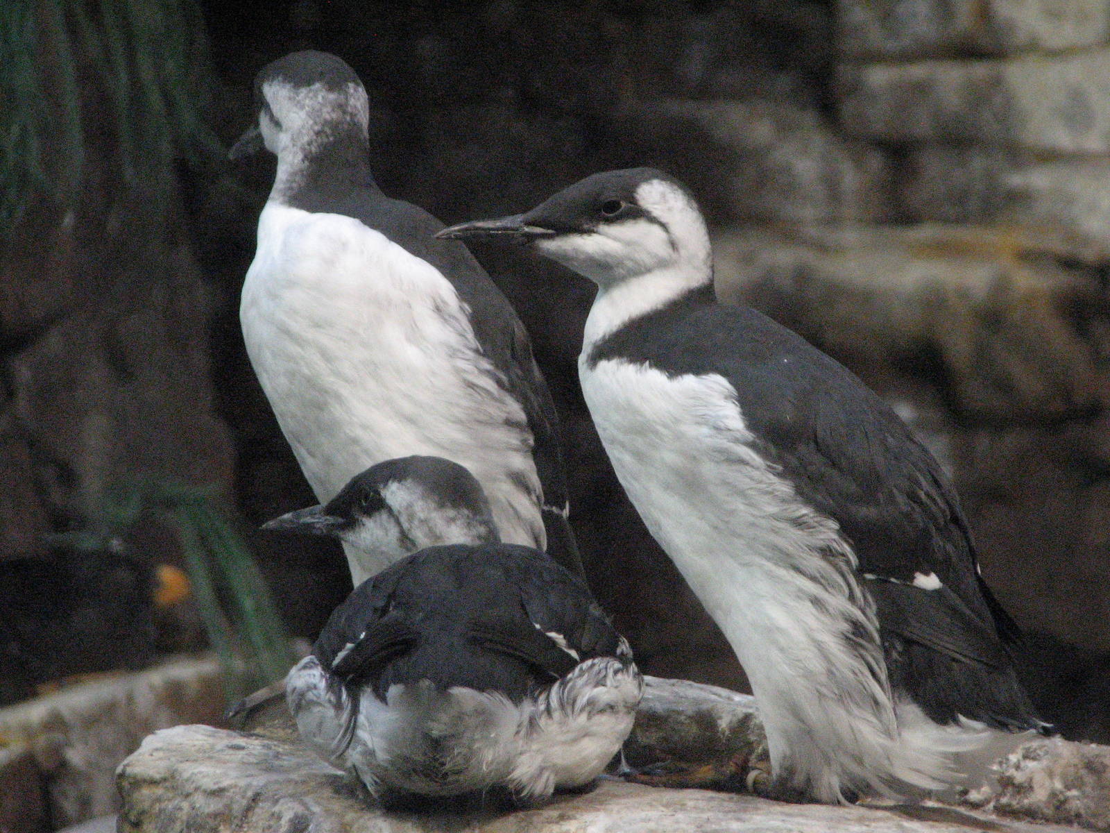 Penguin Encounter - Alcid Exhibit