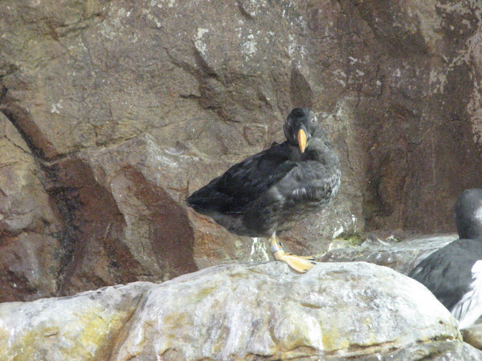 Penguin Encounter - Alcid Exhibit