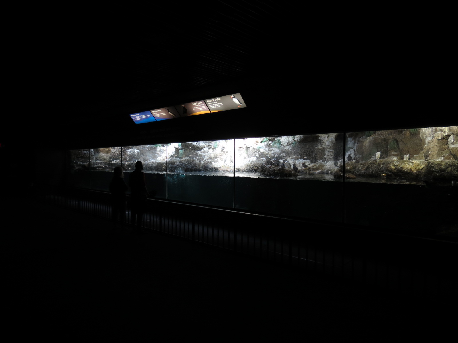 Penguin Encounter - Alcid Exhibit