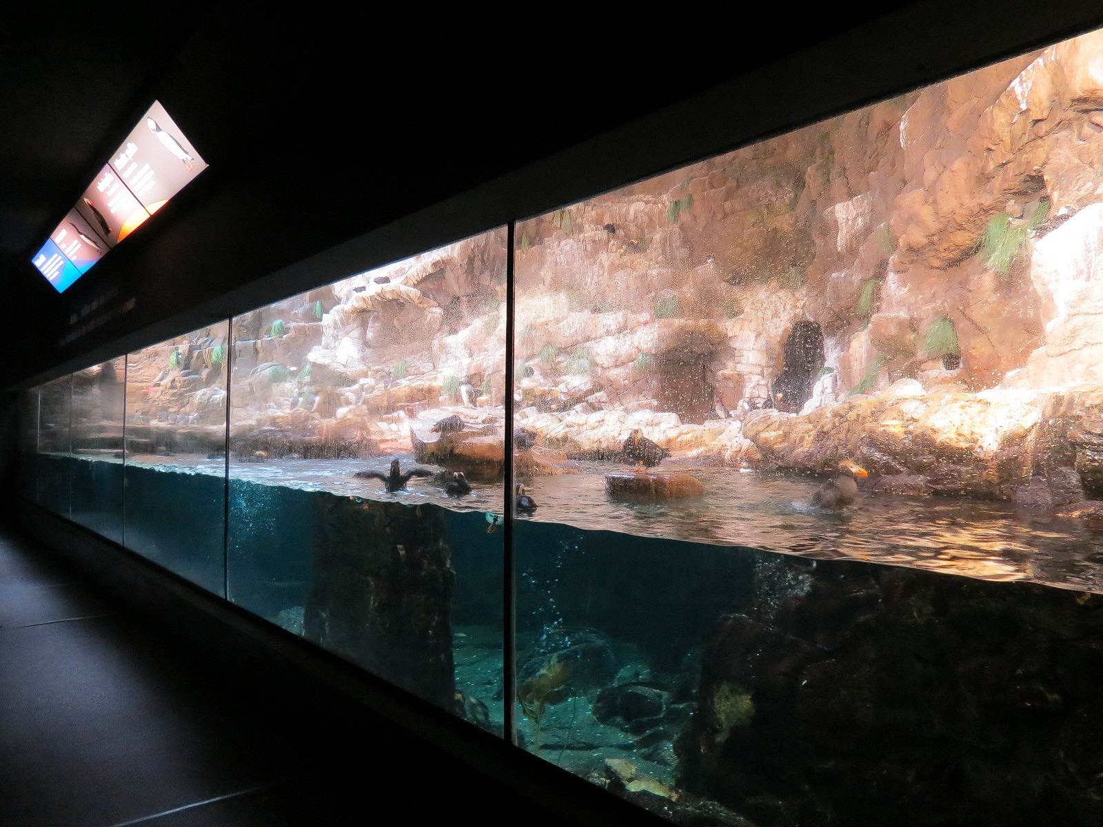 Penguin Encounter - Alcid Exhibit