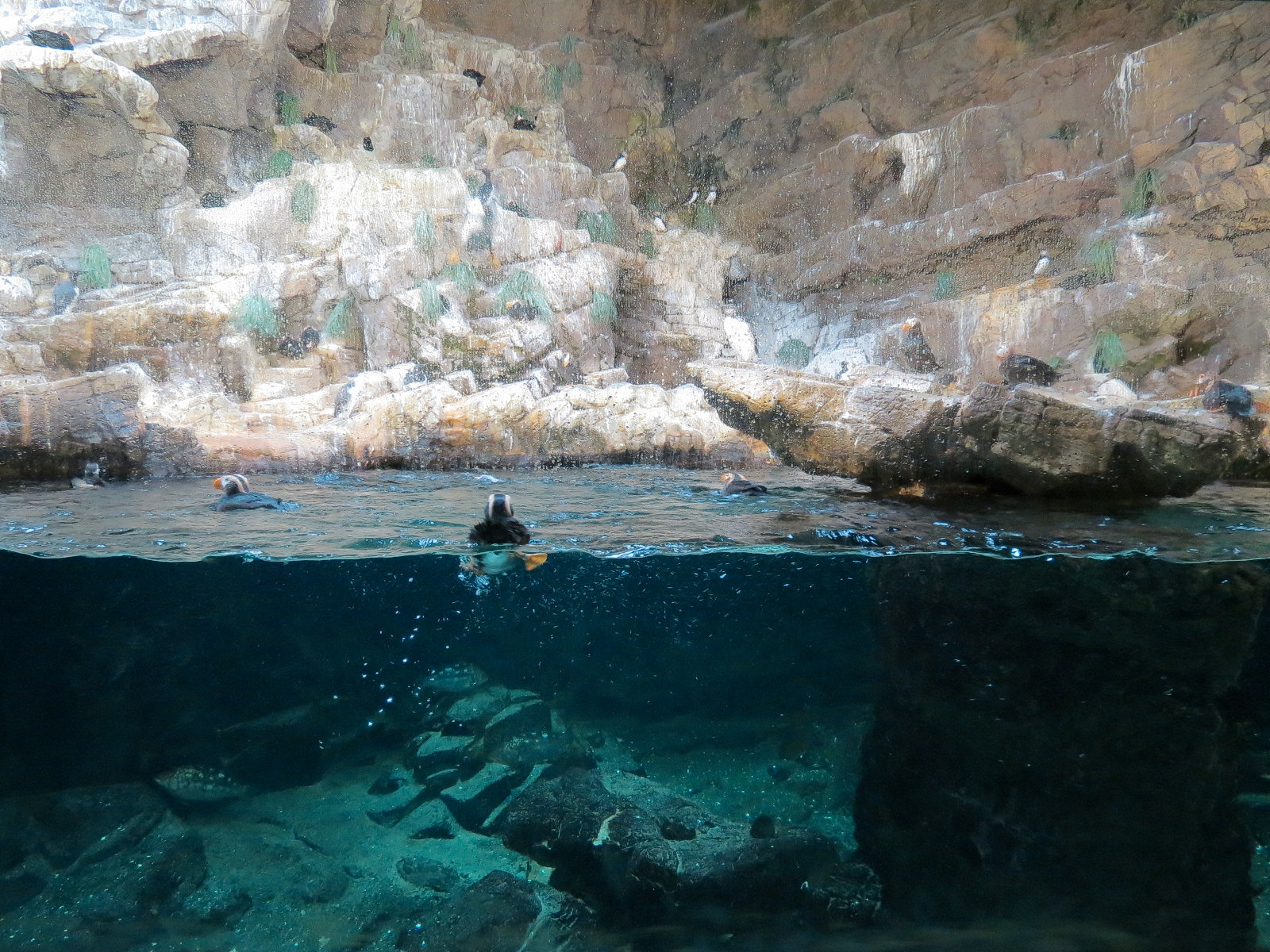 Penguin Encounter - Alcid Exhibit