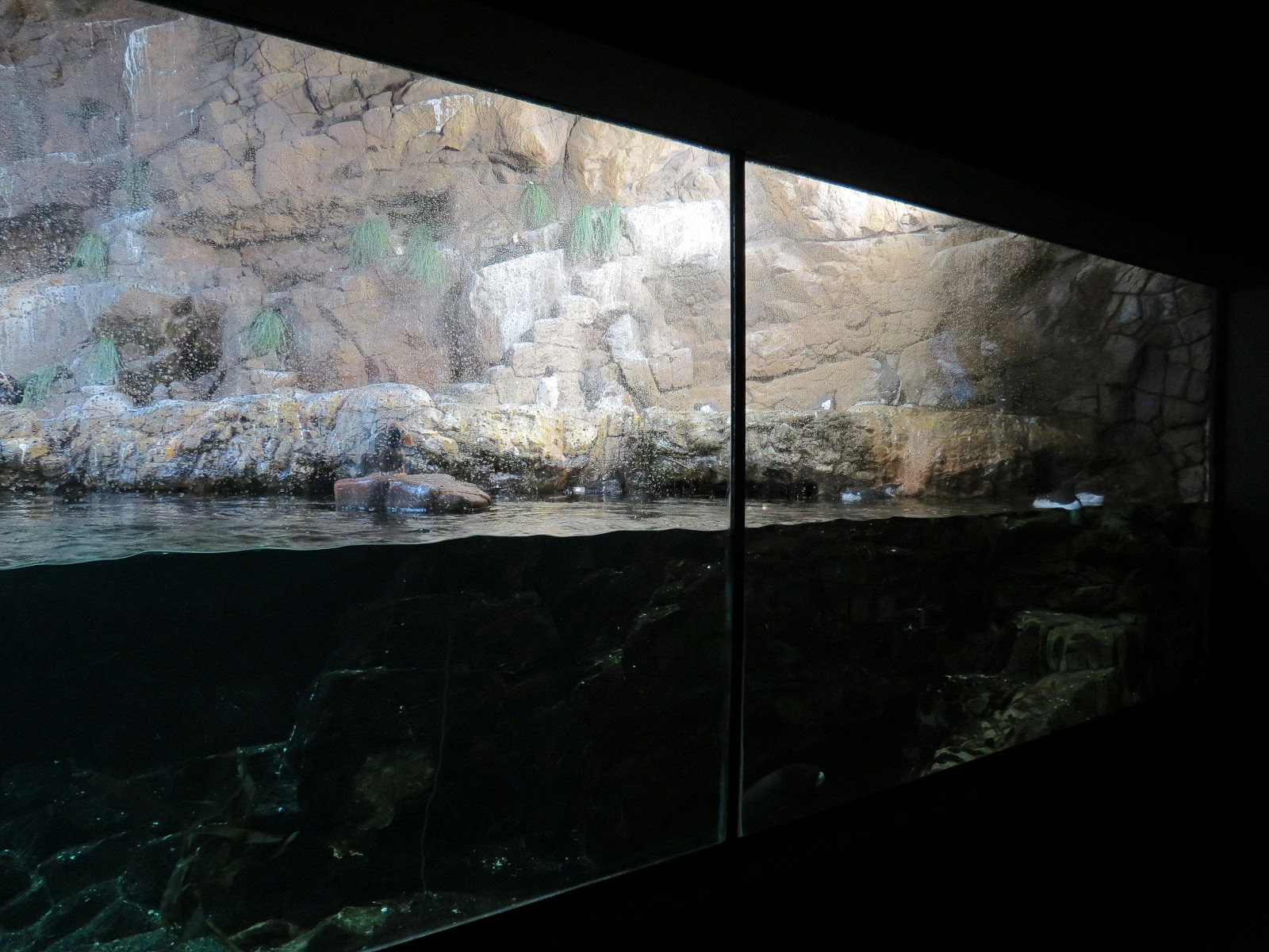 Penguin Encounter - Alcid Exhibit