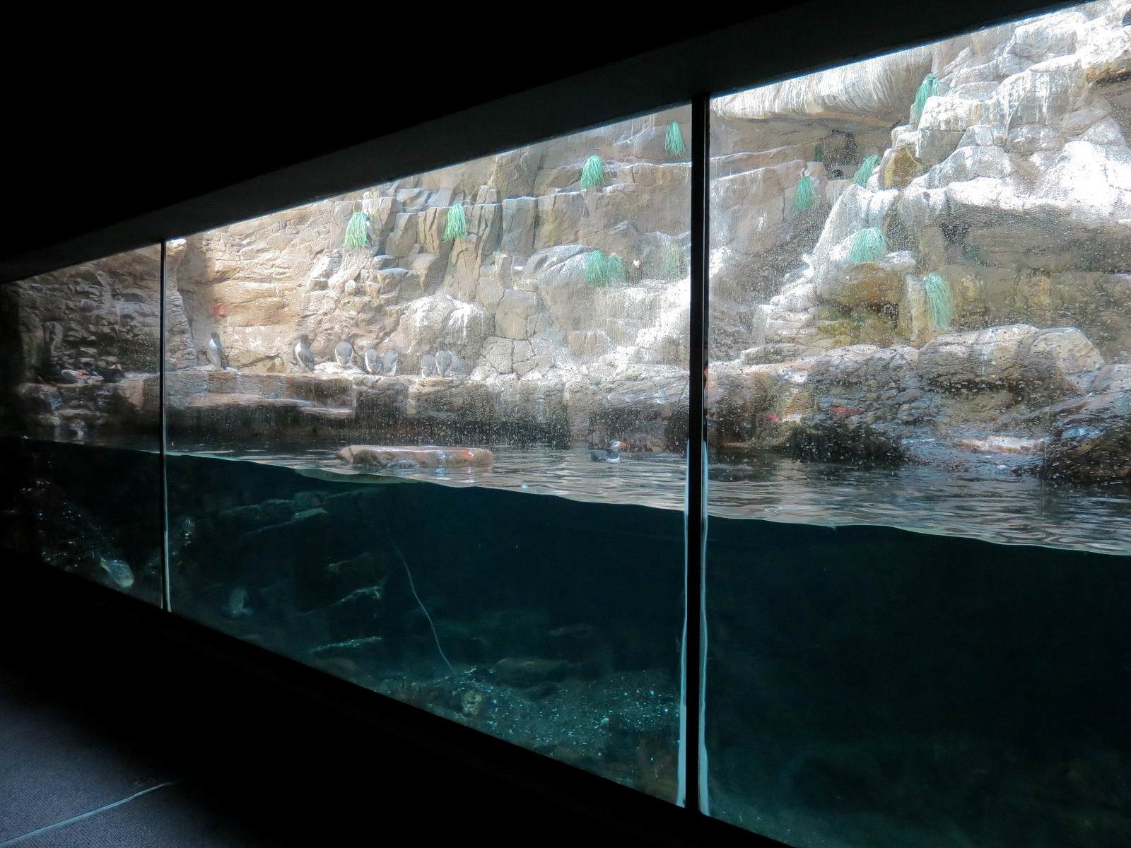 Penguin Encounter - Alcid Exhibit