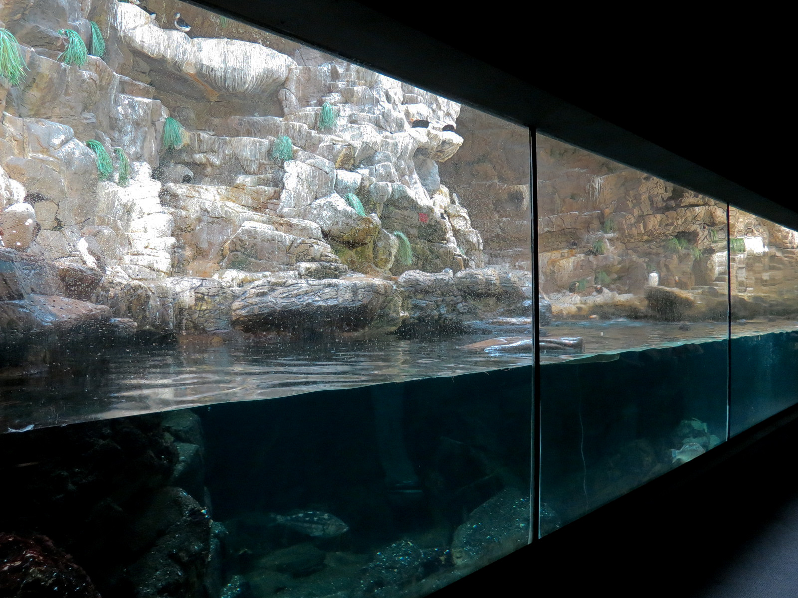 Penguin Encounter - Alcid Exhibit