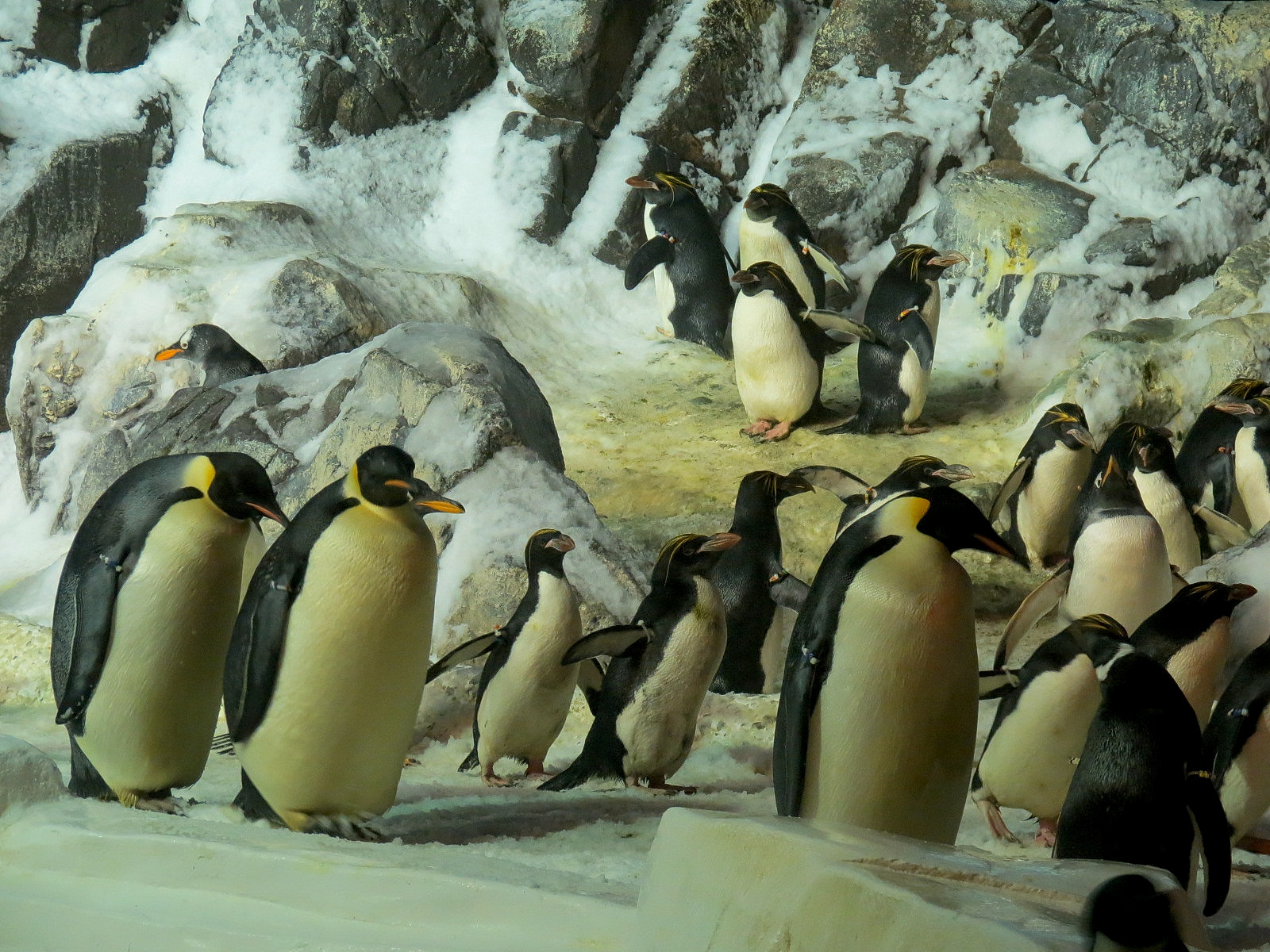 Penguin Encounter - Antarctic Penguin Exhibit - Emperor and Macaroni Pengui