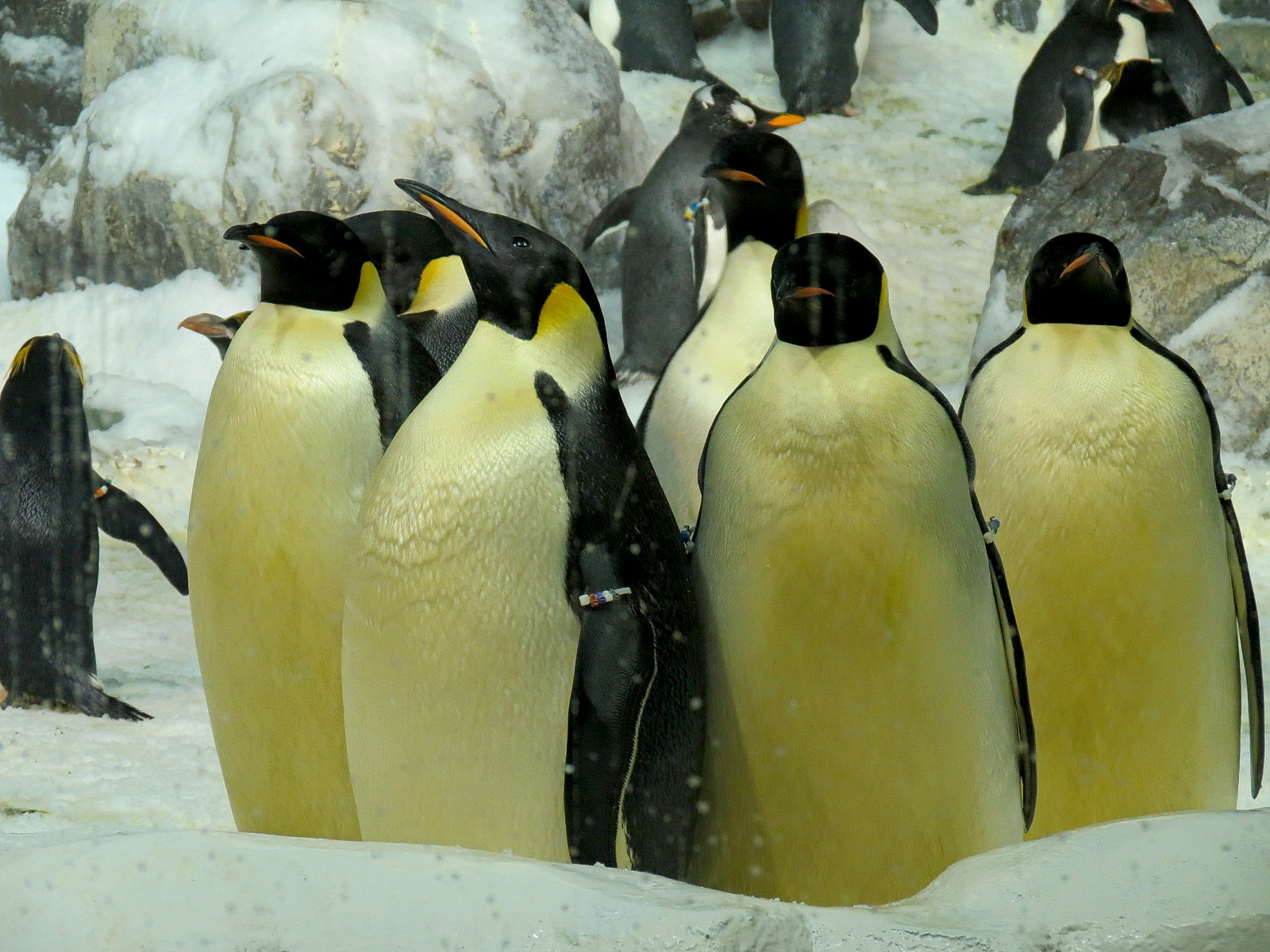 Penguin Encounter - Antarctic Penguin Exhibit - Emperor Penguin