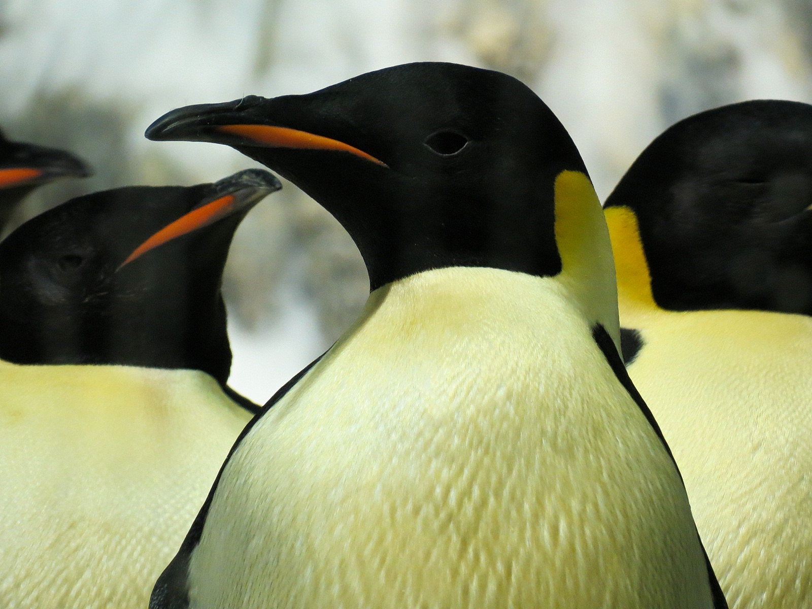 Penguin Encounter - Antarctic Penguin Exhibit - Emperor Penguin