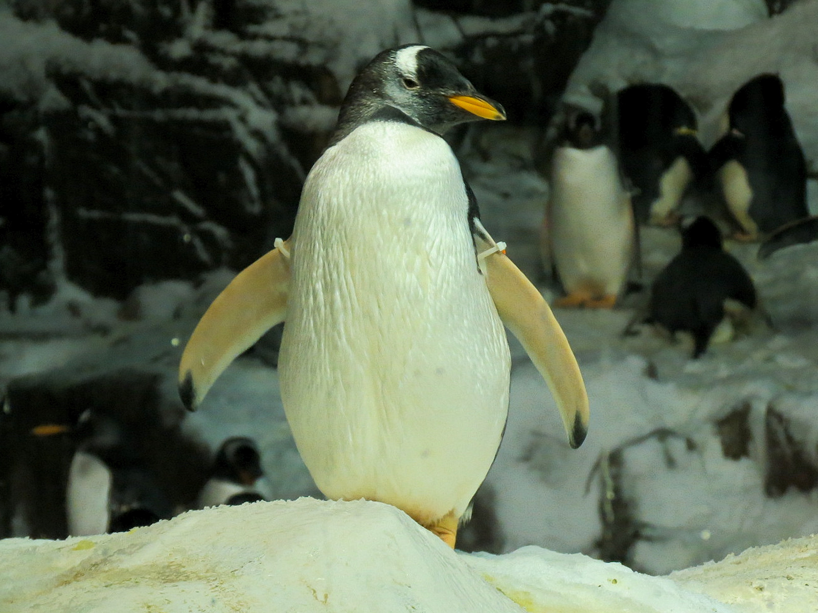 Penguin Encounter - Antarctic Penguin Exhibit - Gentoo Penguin