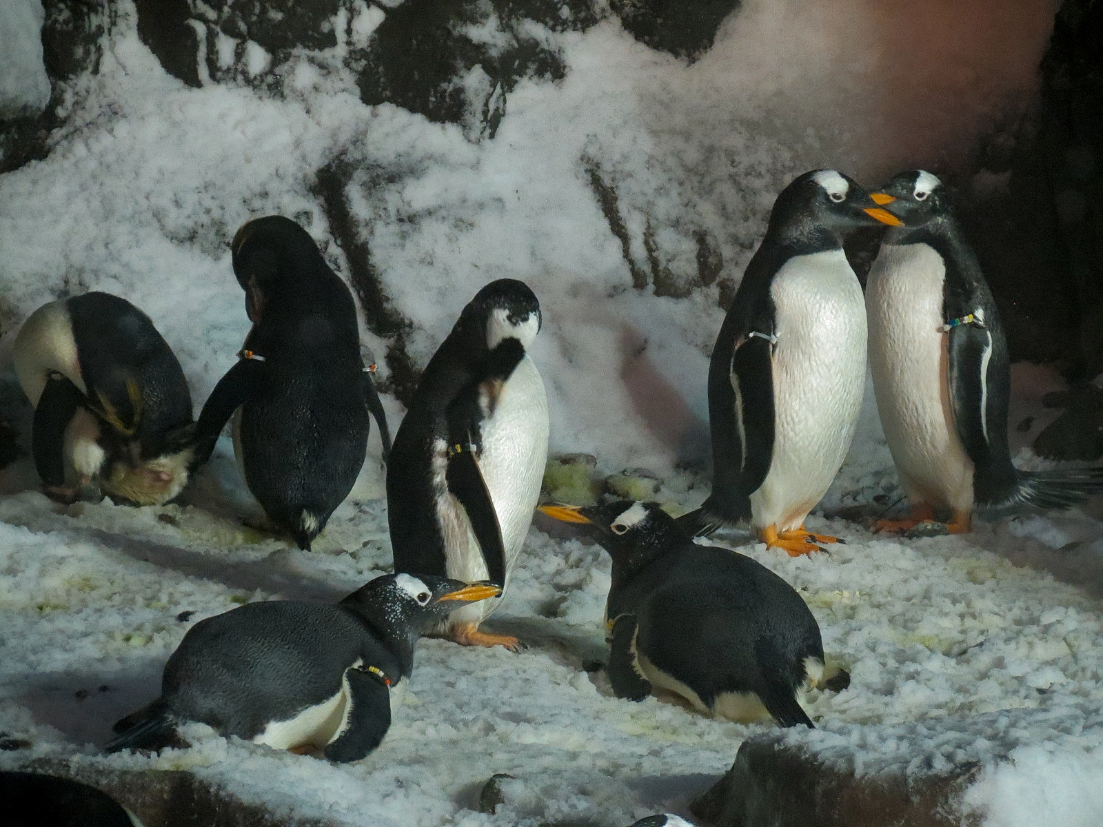 Penguin Encounter - Antarctic Penguin Exhibit - Gentoo Penguin