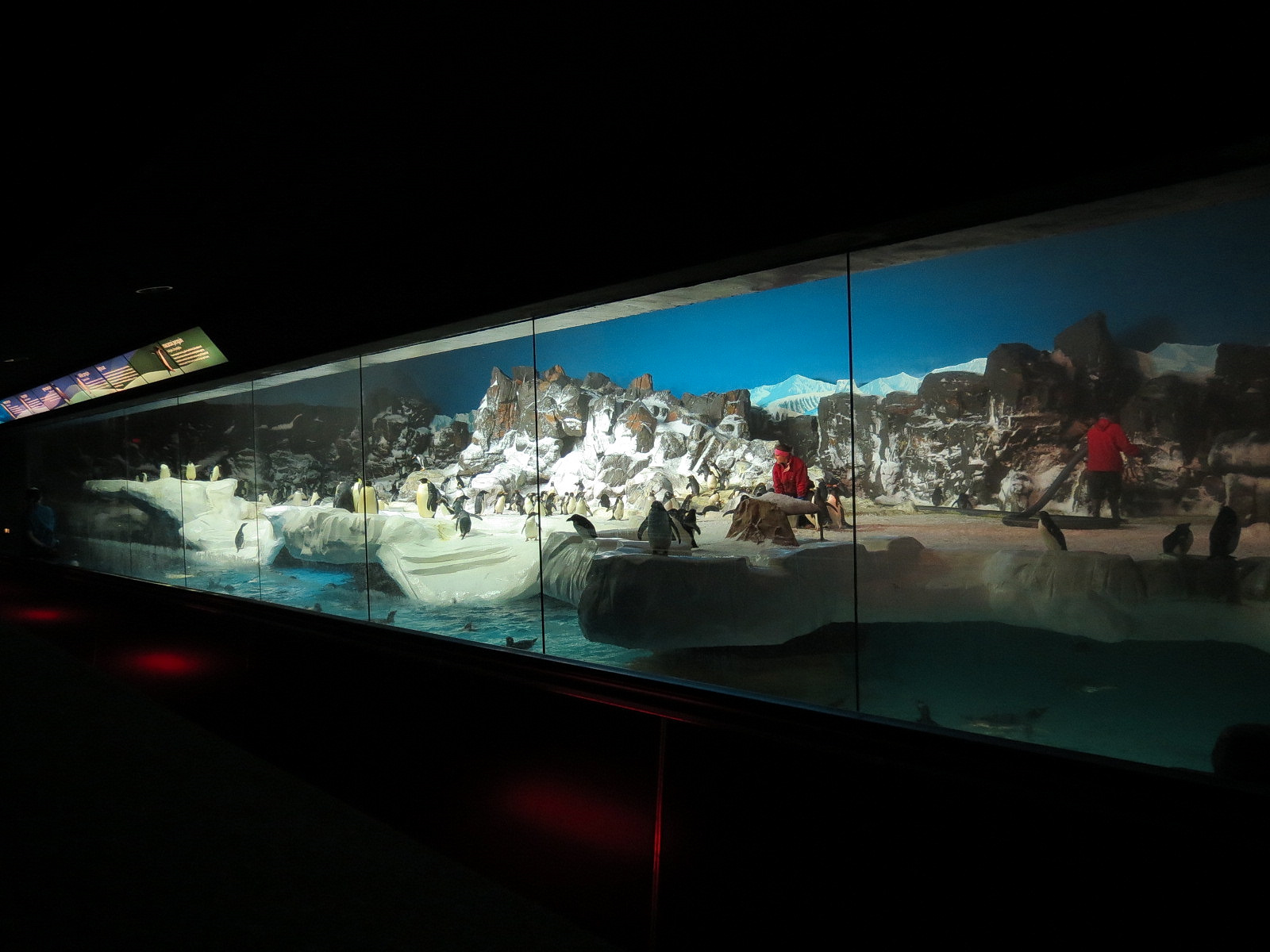 Penguin Encounter - Antarctic Penguin Exhibit