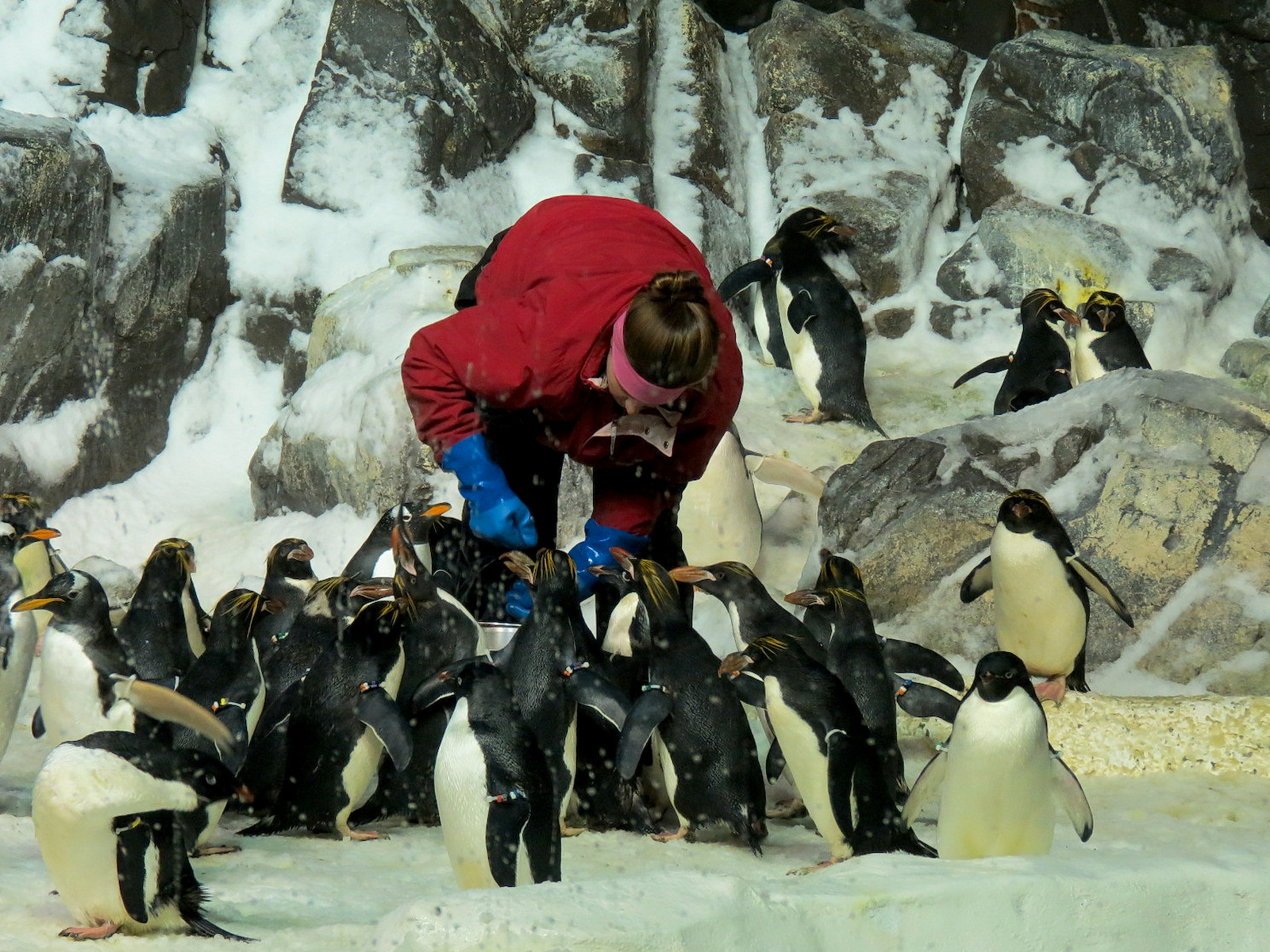 Penguin Encounter - Antarctic Penguin Exhibit