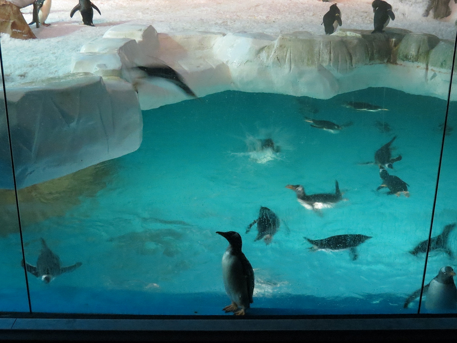 Penguin Encounter - Antarctic Penguin Exhibit