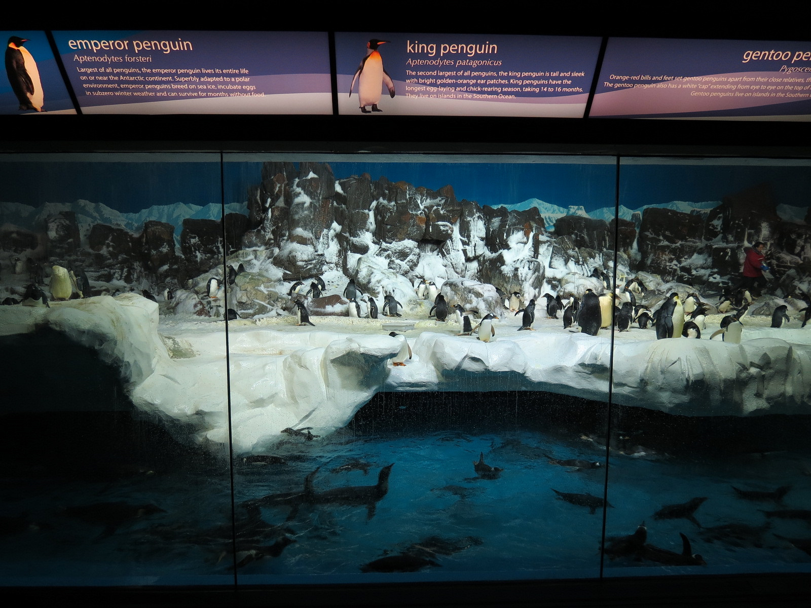 Penguin Encounter - Antarctic Penguin Exhibit