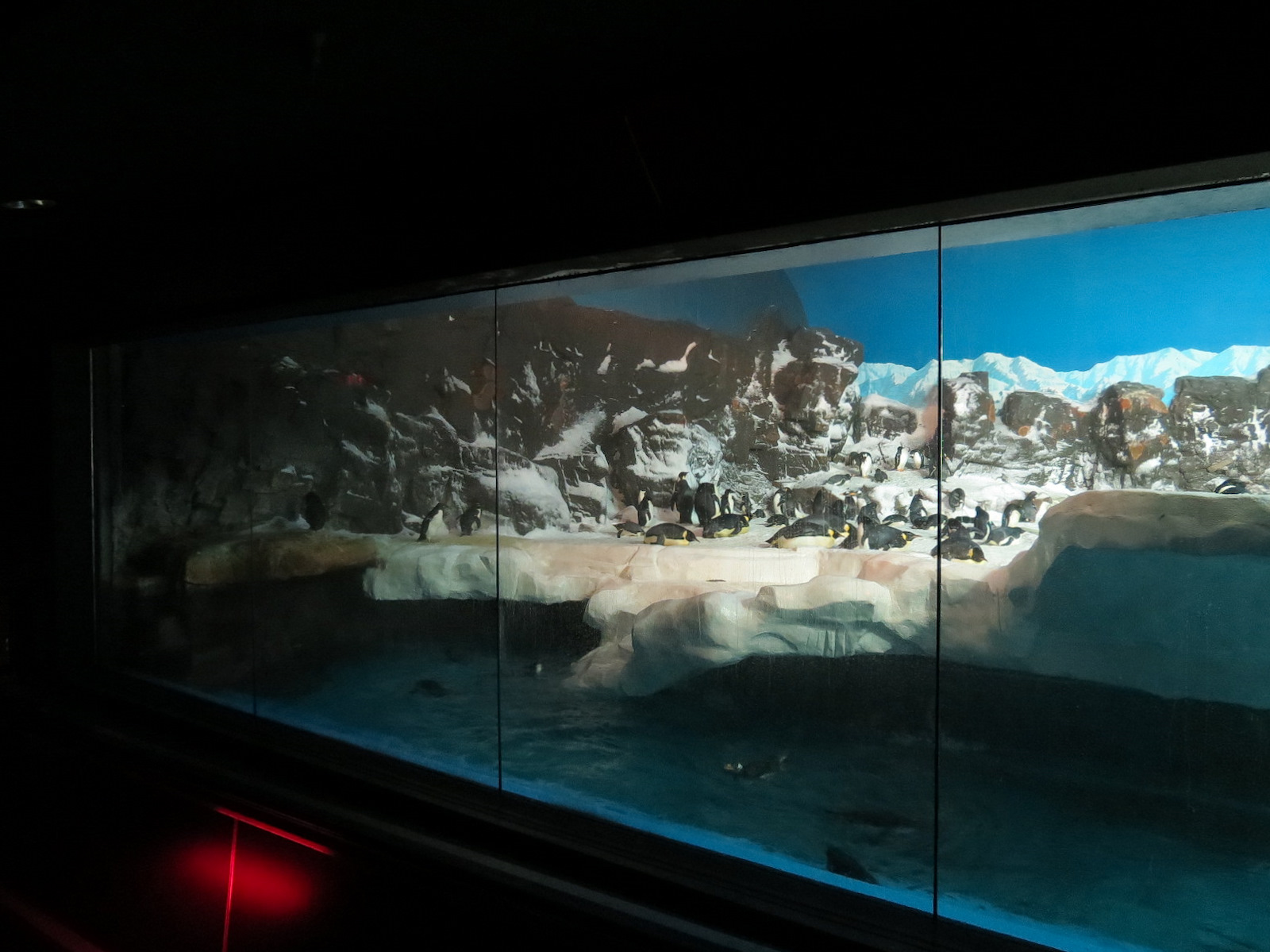 Penguin Encounter - Antarctic Penguin Exhibit