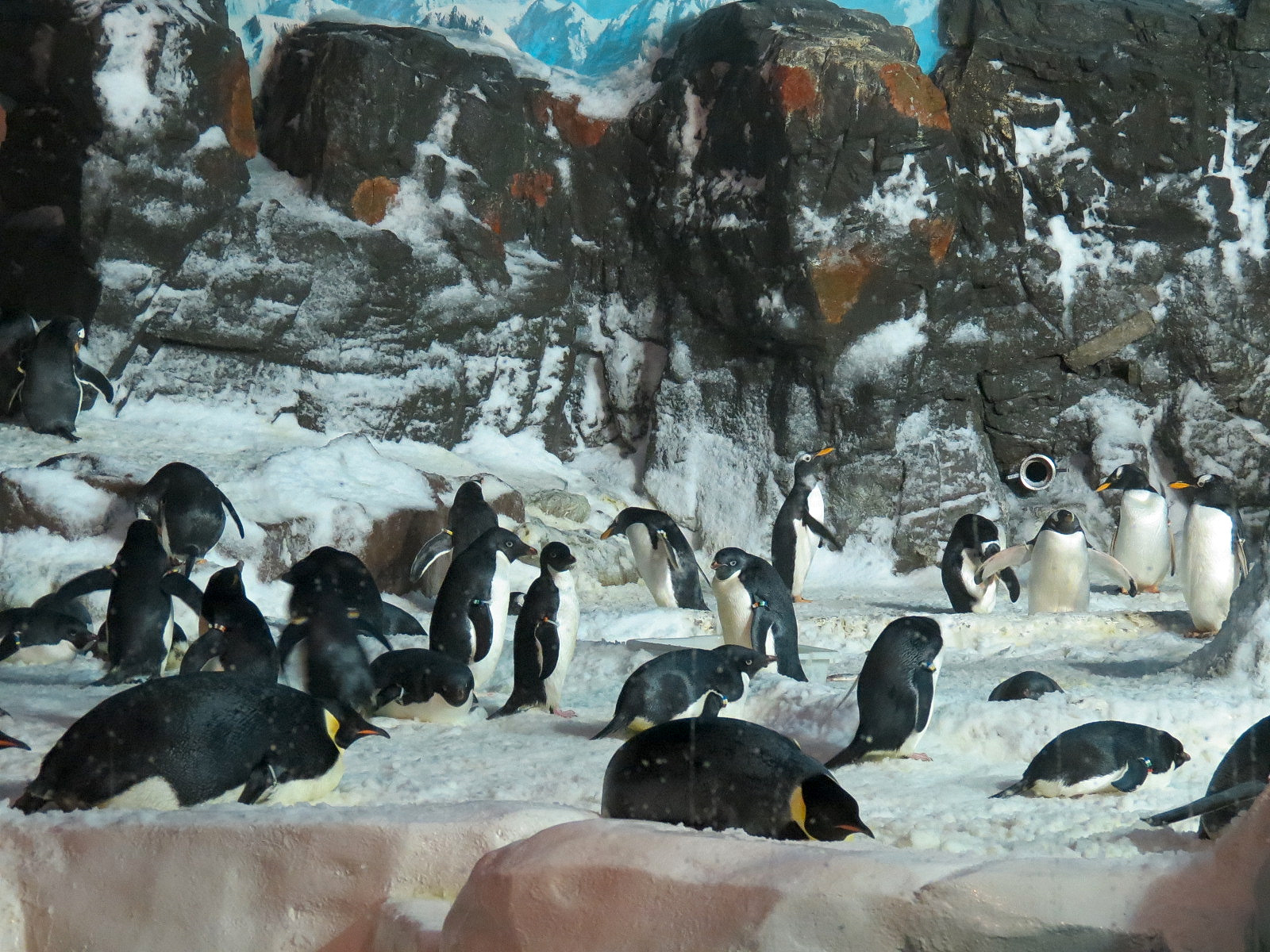 Penguin Encounter - Antarctic Penguin Exhibit